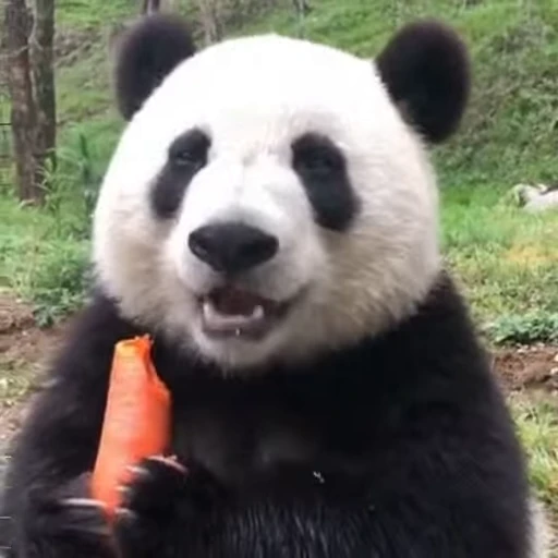 🐼 Стикер «? Слушай музыку ?» для Telegram