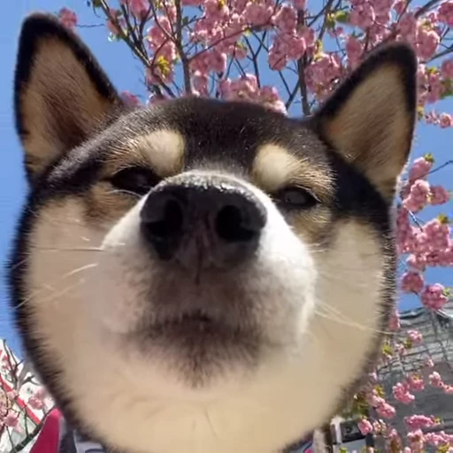 🐶 Стикер «? Слушай музыку ?» для Telegram