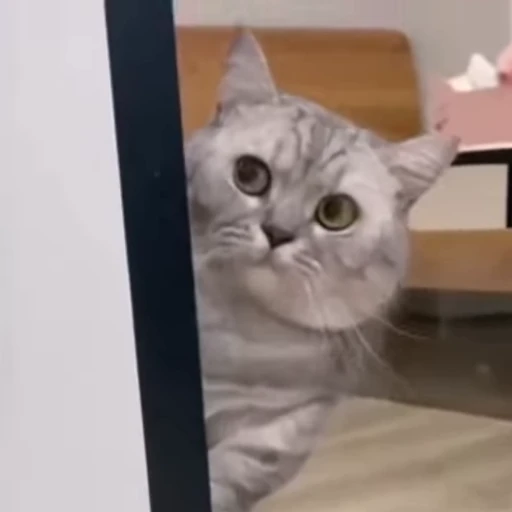 😼 Стикер «? Слушай музыку ?» для Telegram