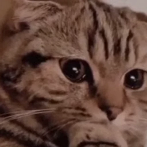 😿 Стикер «? Слушай музыку ?» для Telegram