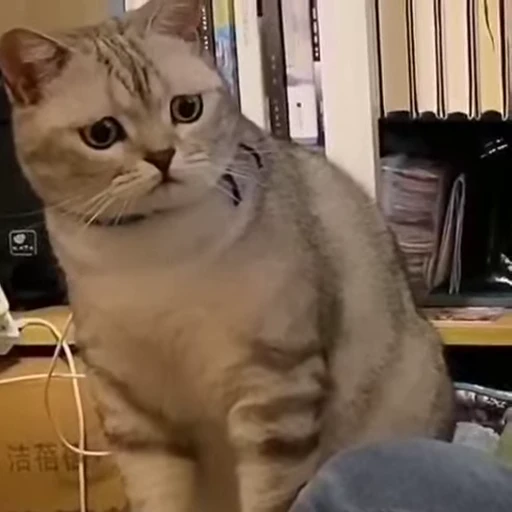 😾 Стикер «? Слушай музыку ?» для Telegram
