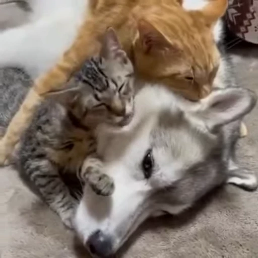 🐶 Стикер «? Слушай музыку ?» для Telegram