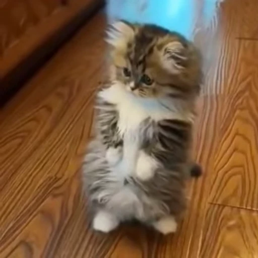 😽 Стикер «? Слушай музыку ?» для Telegram