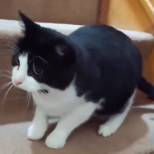 🐱 Стикер «? Слушай музыку ?» для Telegram