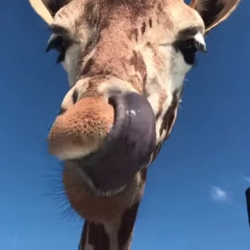 🦒 Стикер «? Слушай музыку ?» для Telegram