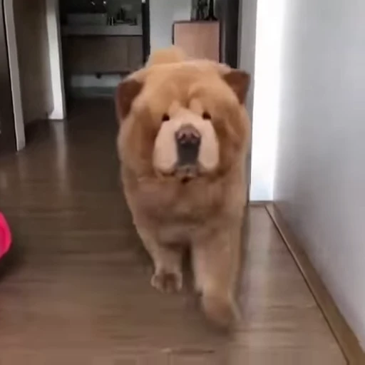 🐶 Стикер «? Слушай музыку ?» для Telegram