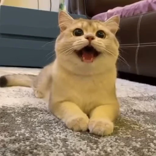 😝 Стикер «Музыка» для Telegram