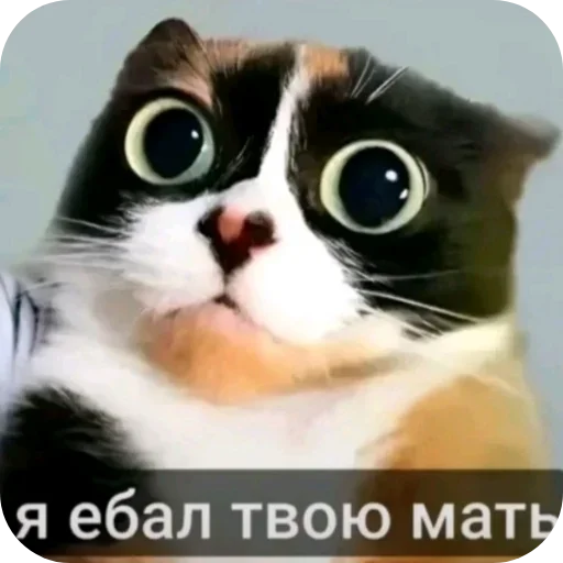 Стикерпак memasiki 1488 для Telegram