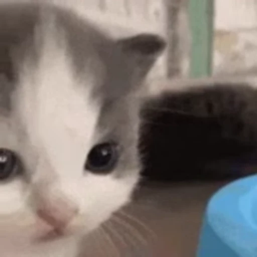 🐱 Стикер «Кому то плоха» для Telegram