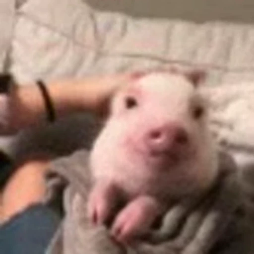 🐷 Стикер «Кому то плоха» для Telegram