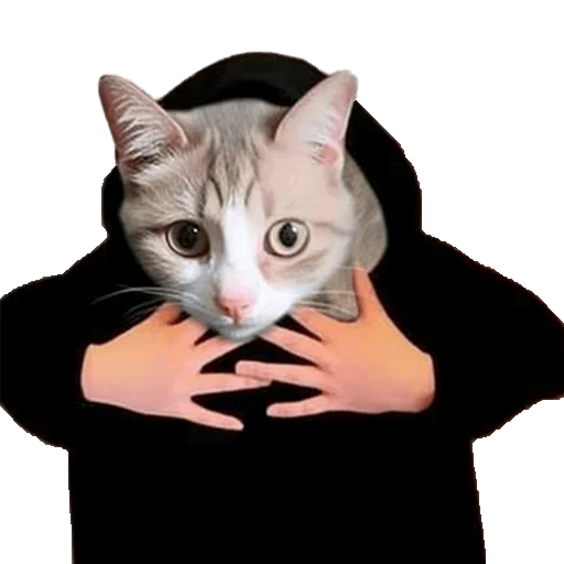 😲 Стикер «Meme bro» для Telegram