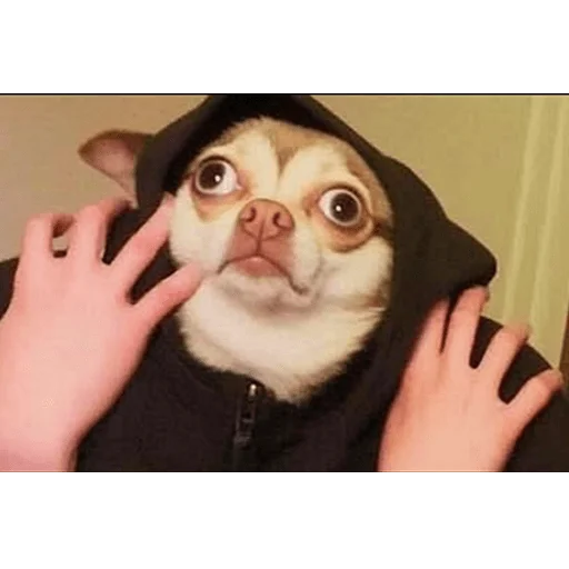 😩 Стикер «Meme bro» для Telegram