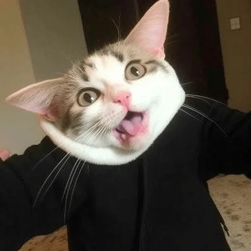 🤨 Стикер «Meme bro» для Telegram