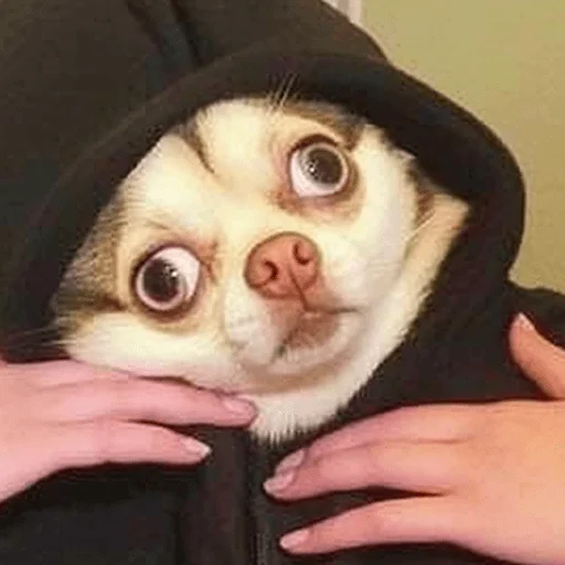 😱 Стикер «Meme bro» для Telegram