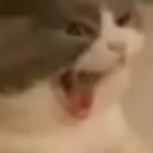 🤬 Стикер «котики cats» для Telegram