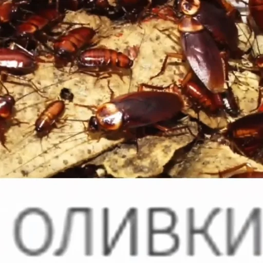 🪳 Стикер «котики cats» для Telegram