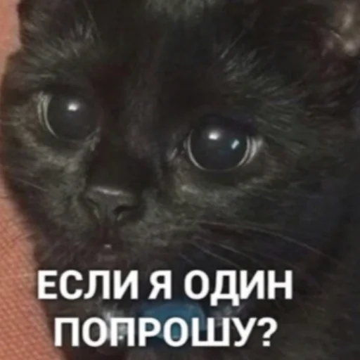 🥲 Стикер «котики cats» для Telegram