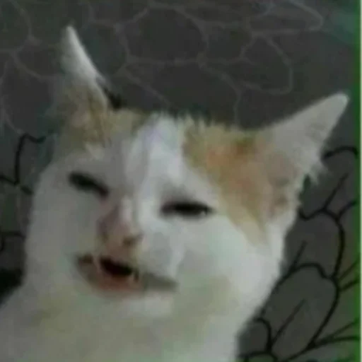 🤢 Стикер «котики cats» для Telegram