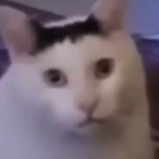 🤨 Стикер «котики cats» для Telegram