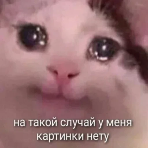 🥲 Стикер «котики cats» для Telegram