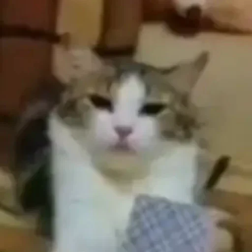 🃏 Стикер «котики cats» для Telegram