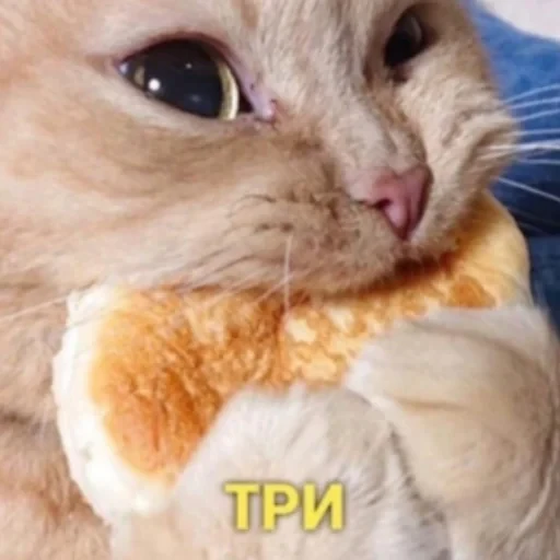 🍰 Стикер «котики cats» для Telegram