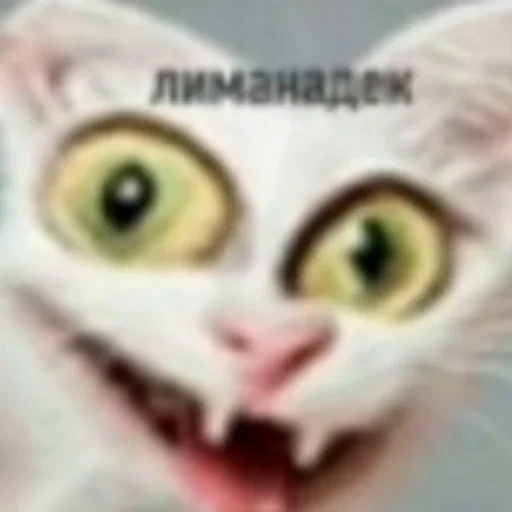 🍹 Стикер «котики cats» для Telegram