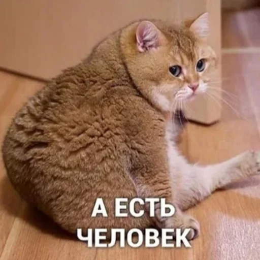 🐱 Стикер «котики cats» для Telegram