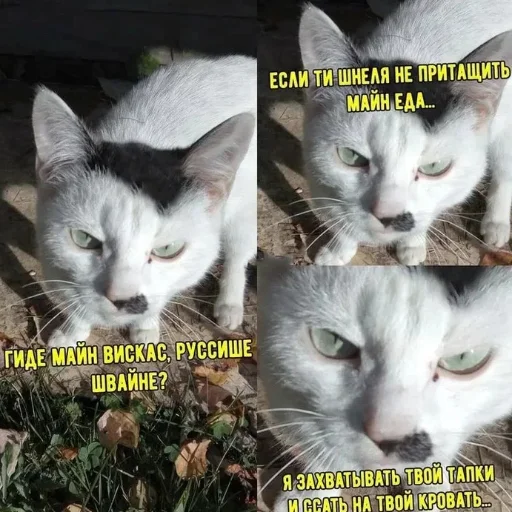 🇩🇪 Стикер «котики cats» для Telegram