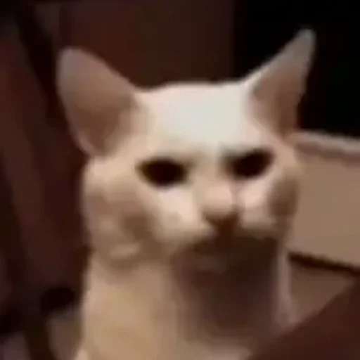😐 Стикер «котики cats» для Telegram
