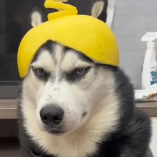 🐶 Стикер «котики cats» для Telegram