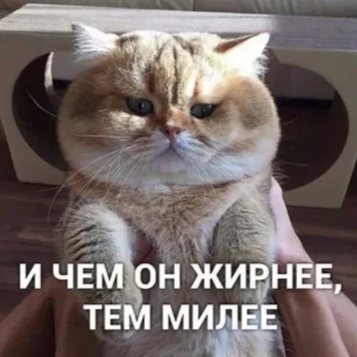 🐱 Стикер «котики cats» для Telegram