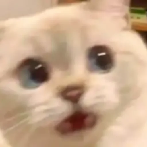 Стикерпак котики cats для Telegram