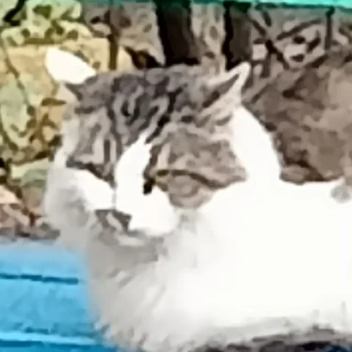 😒 Стикер «котики cats» для Telegram