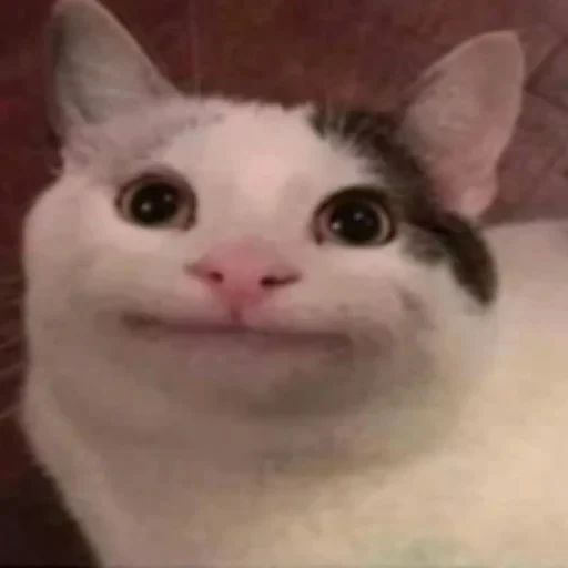 😀 Стикер «котики cats» для Telegram