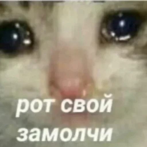 😢 Стикер «котики cats» для Telegram