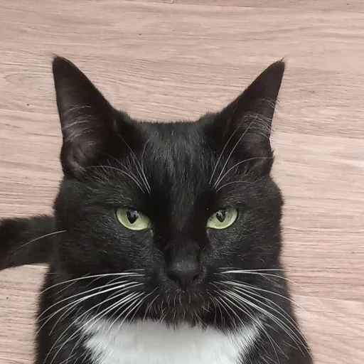 🏹 Стикер «котики cats» для Telegram