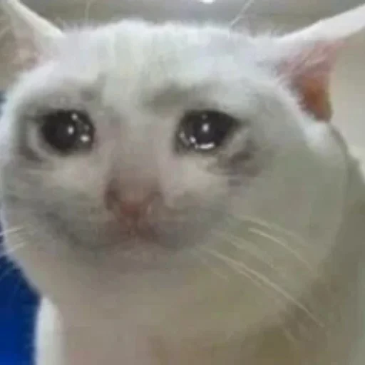 😭 Стикер «котики cats» для Telegram