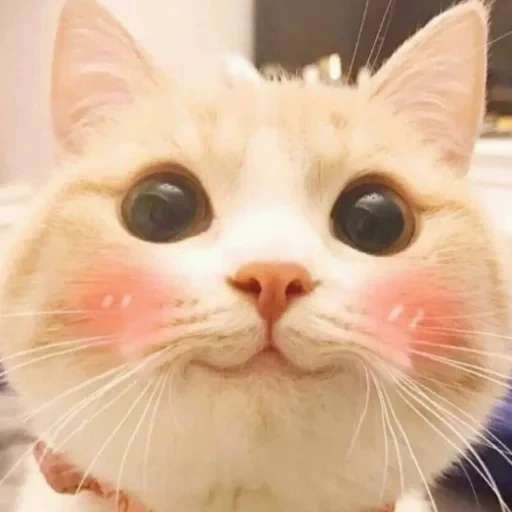 🥰 Стикер «котики cats» для Telegram