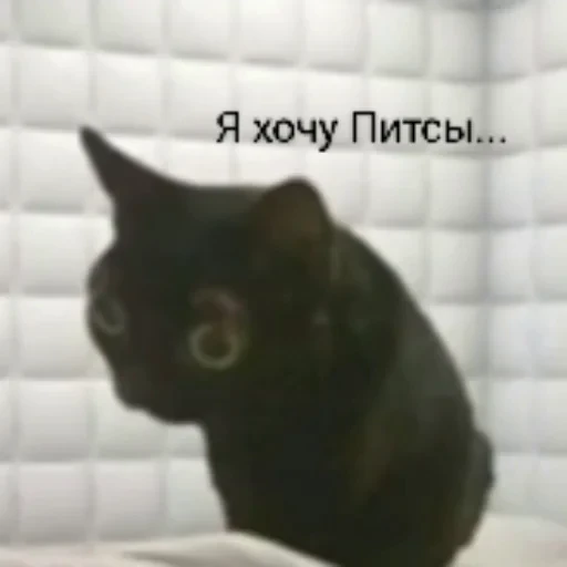 🍕 Стикер «котики cats» для Telegram