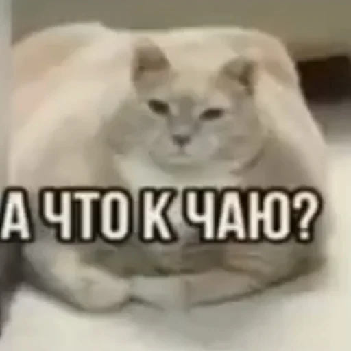 ☕ Стикер «котики cats» для Telegram