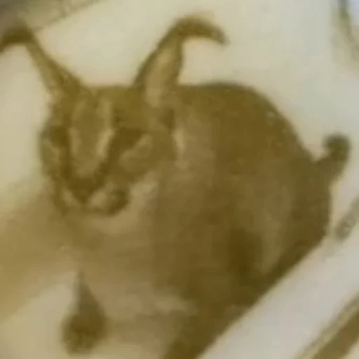 😶 Стикер «котики cats» для Telegram