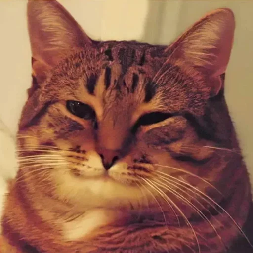 🙂 Стикер «котики cats» для Telegram