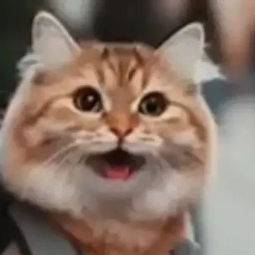 😀 Стикер «котики cats» для Telegram