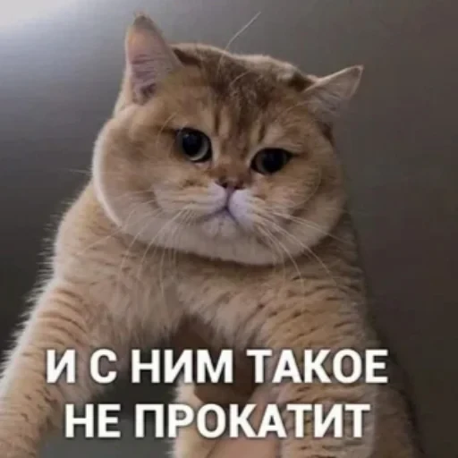 🐱 Стикер «котики cats» для Telegram