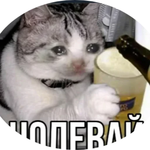 🍻 Стикер «котики cats» для Telegram