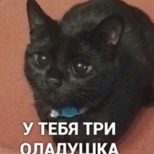 🥲 Стикер «котики cats» для Telegram