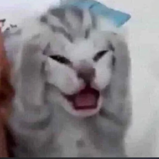 😡 Стикер «котики cats» для Telegram