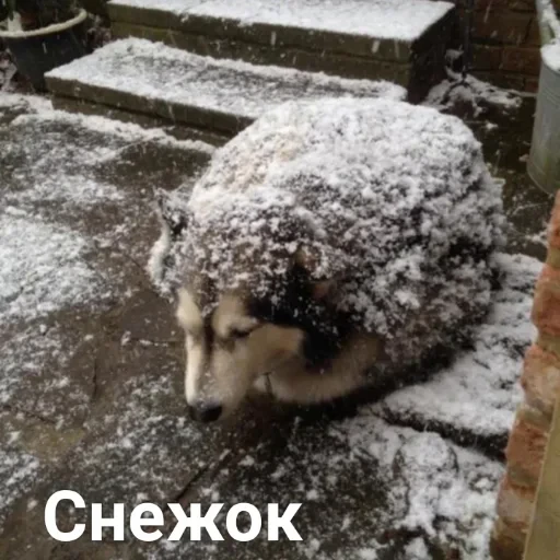 ❄️ Стикер «котики cats» для Telegram