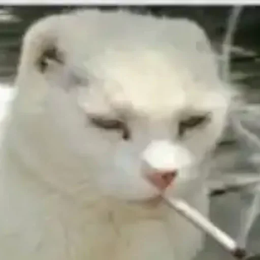 😕 Стикер «котики cats» для Telegram